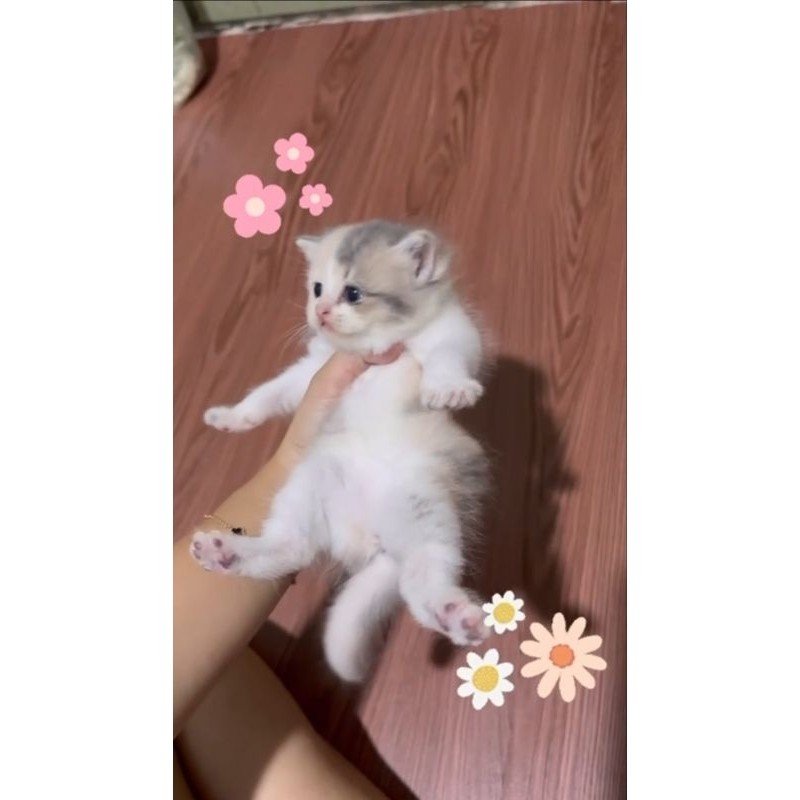 KUCING KITTEN BSH CALICO DELUTE || BRITISH SHORTHAIR CALICO