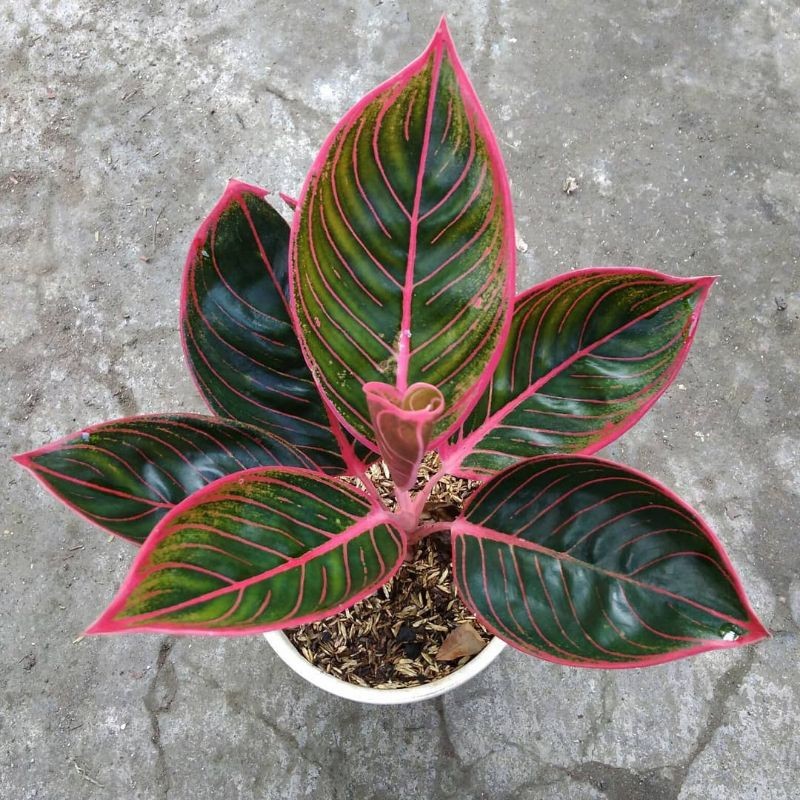 Aglonema Khanza Dewasa Daun Lebar Hijau Merah