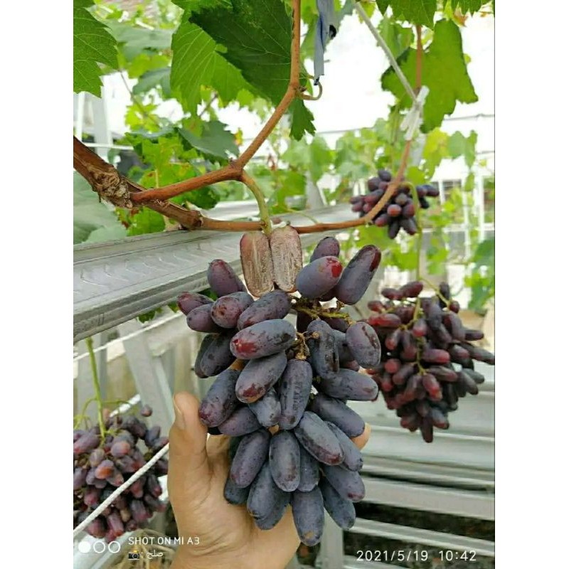 POHON ANGGUR IMPOR SUPER BERBUNGA