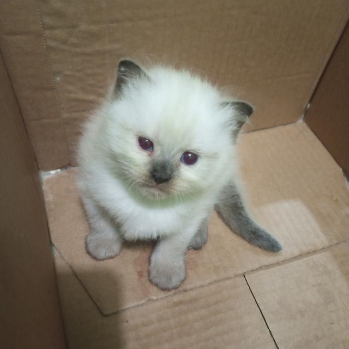 kucing himalaya jantan kitten