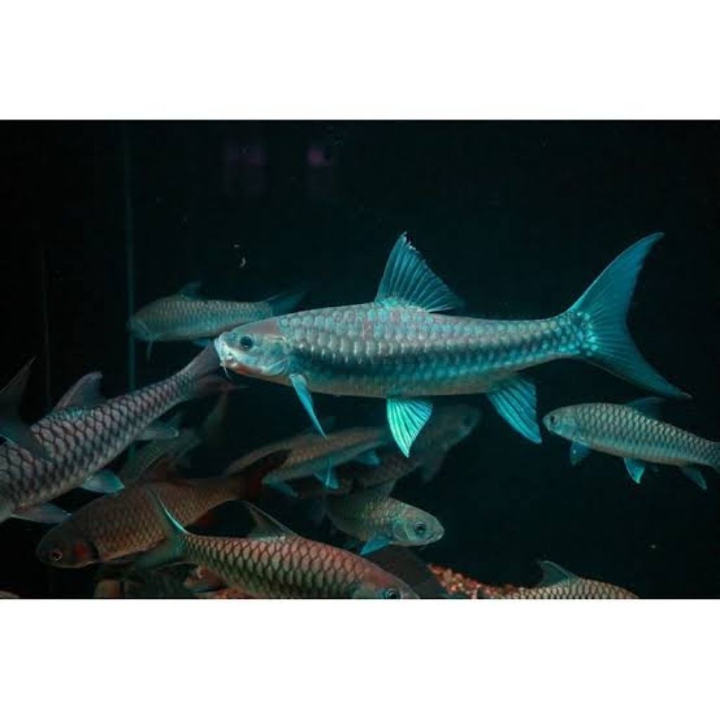 bibit ikan masher asli tor tombro ISI 2 sz 7-9 cm unik langka ganci