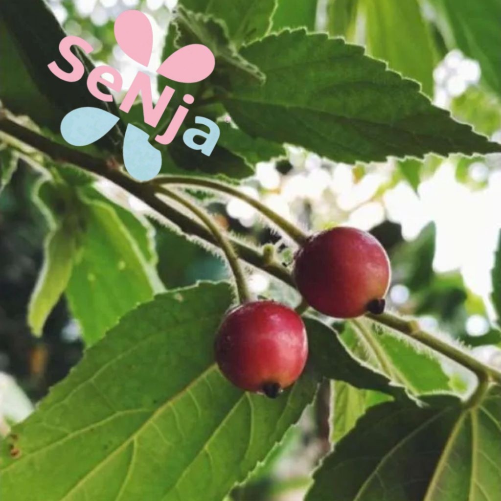 Jual buah ceri atau kersen segar 25 biji