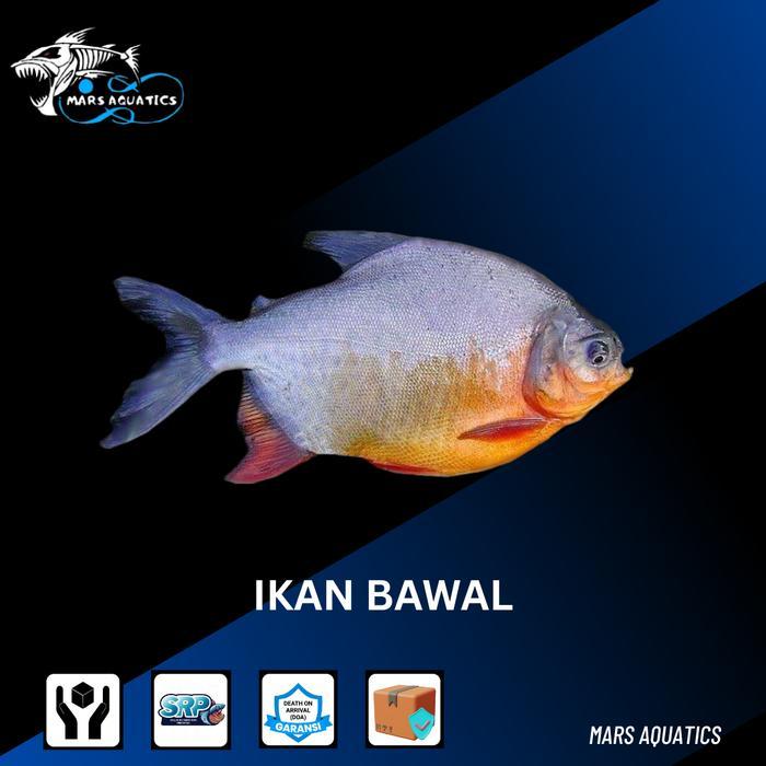 IKAN HIAS BIBIT IKAN BAWAL ANAK IKAN BAWAL