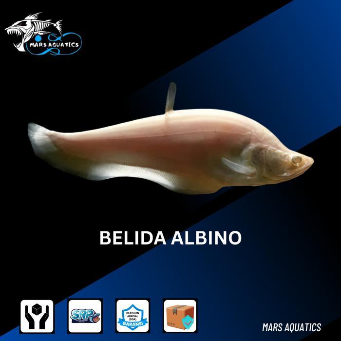 IKAN HIAS IKAN BELIDA TRUE ALBINO TANKMATE BIGSIZE
