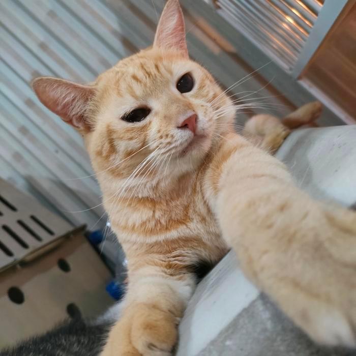 kucing mainecoon mix munchkin