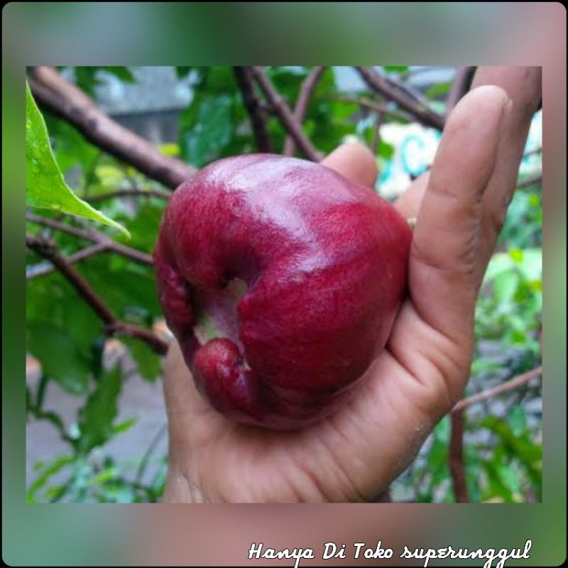 Bibit Jambu Air Black Diamond Cepat Berbuah