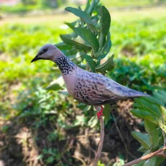 COD jontrot burung tekukur mirip asli/pikat tekukur