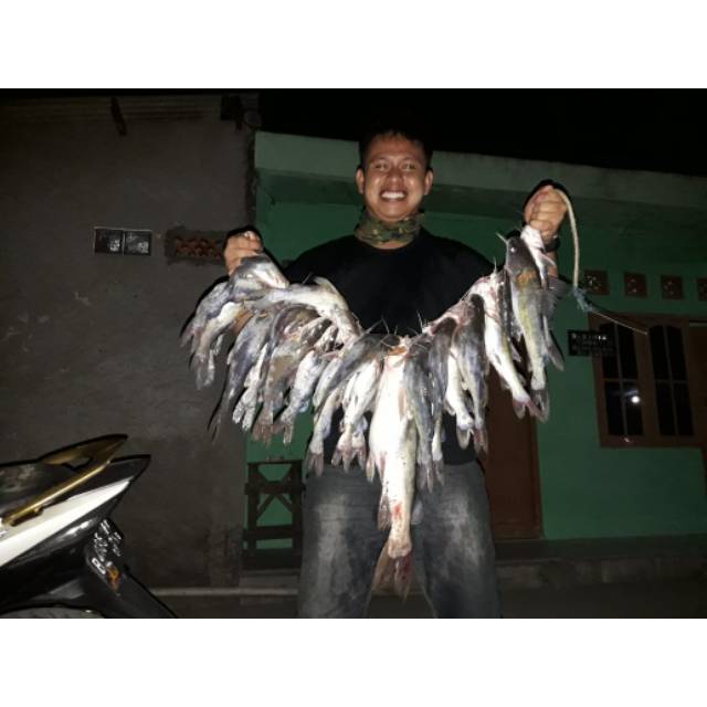 TERBARU Umpan Kucur Ryan Fernandez 1/2 Kg