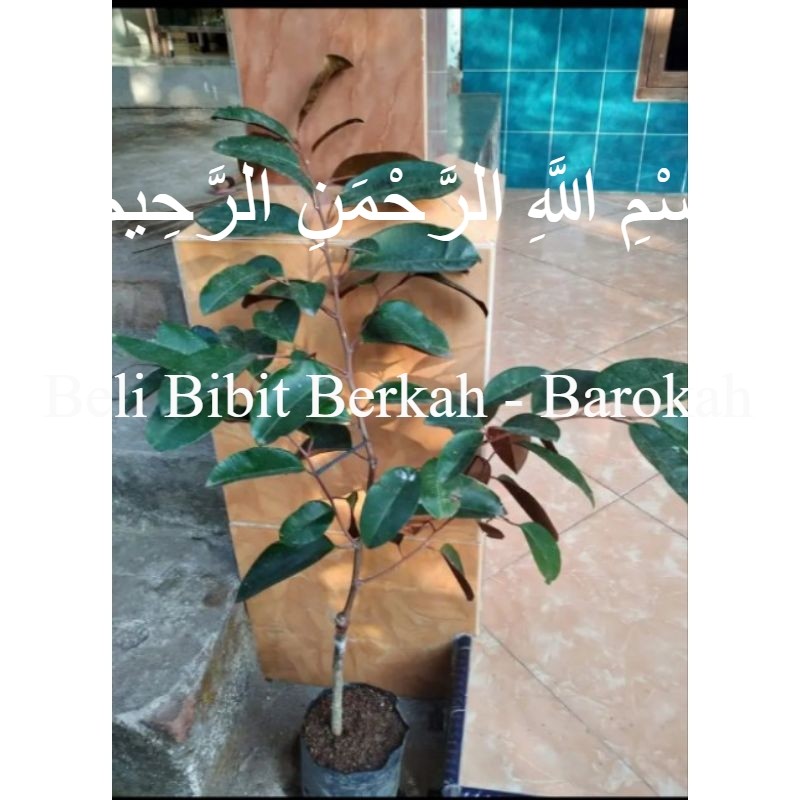 bibit kenitu ungu tinggi 1 hasil okulasi cepat berbuah