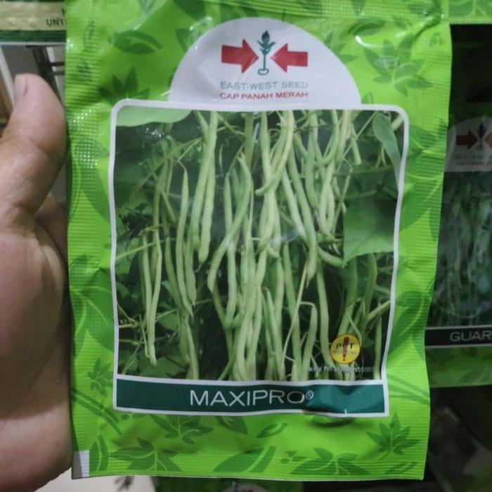 ( 225 butir ) Benih buncis MAXIPRO 225butir buncis maxipro kemasan kecil dari panah merah maxipro SP