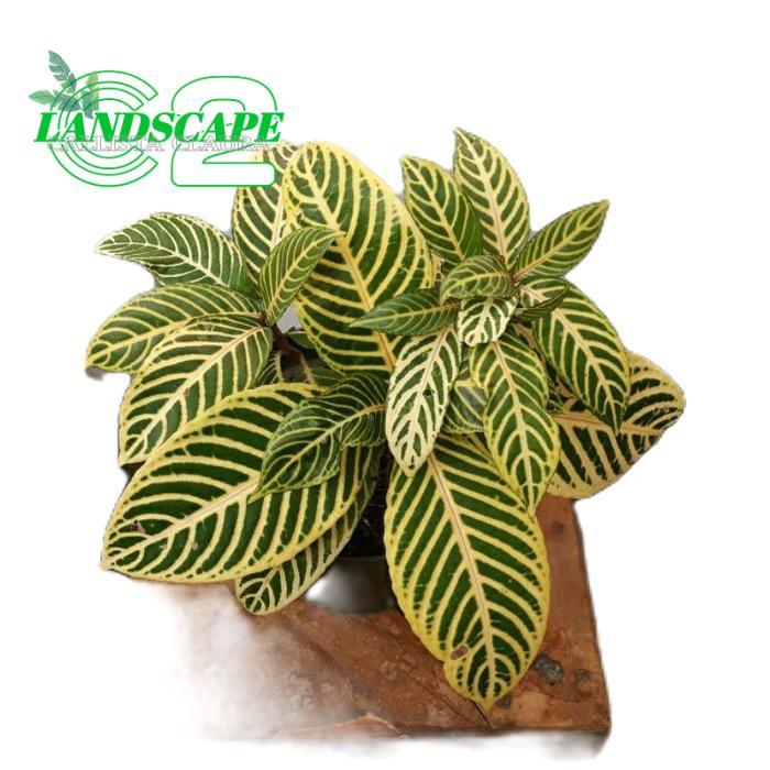 tanamanhias aphelandra - tanaman aphelandra - aphelandra daun kuning strip Hijau