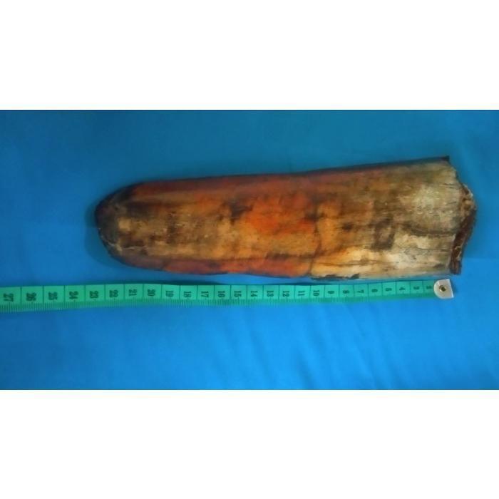 Fosil gading gajah asli kode mrn741250