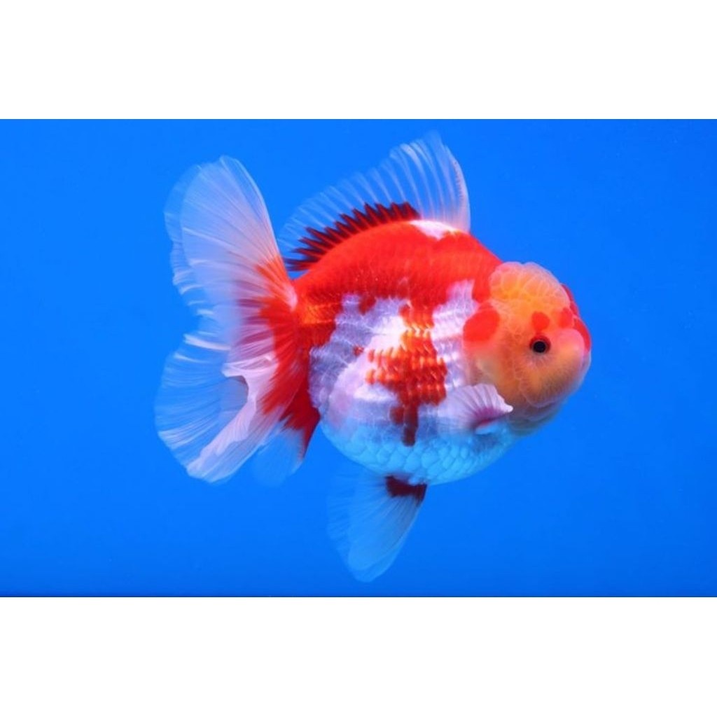 PROMO Ikan Koki Oranda rw 6-7 cm ( PAKET ISI 2 ) Besar Hiburan Aquarium