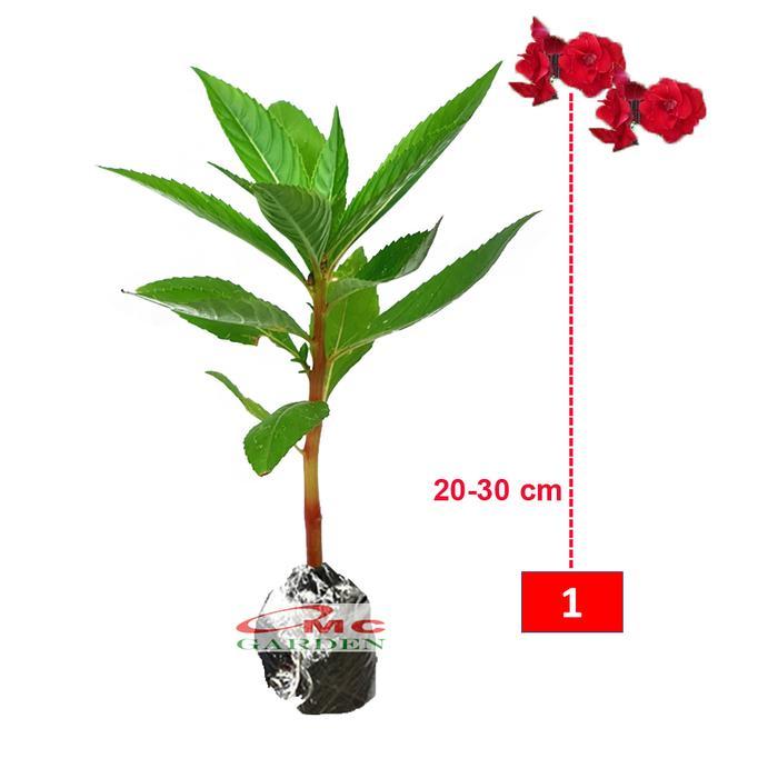 Bibit Tanaman Hias Kembang Bunga Pacar Air Merah Tumpuk PACAR-2030 - Merah Best