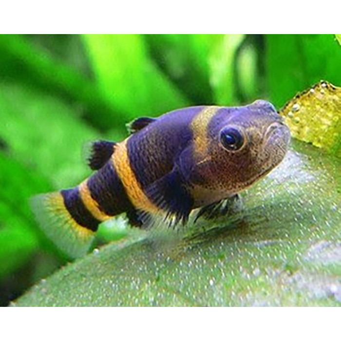 Bumblebee Goby Ikan Hias Aquascape