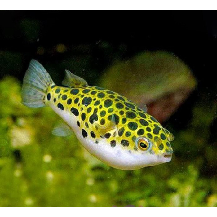Buntal Hijau Totol / Puffer Fish / Ikan Hias Air Tawar