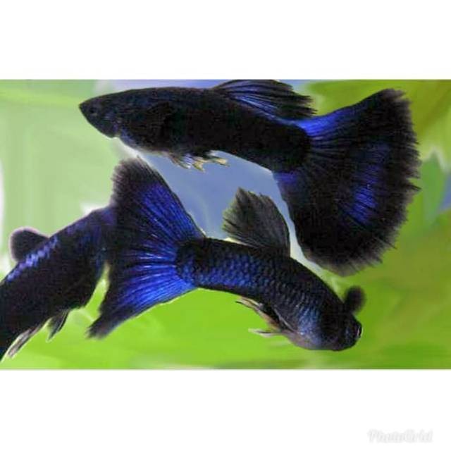Hiasaan aquarium Ikan Guppy Blue Moscow 1 Jantan 2 Betina