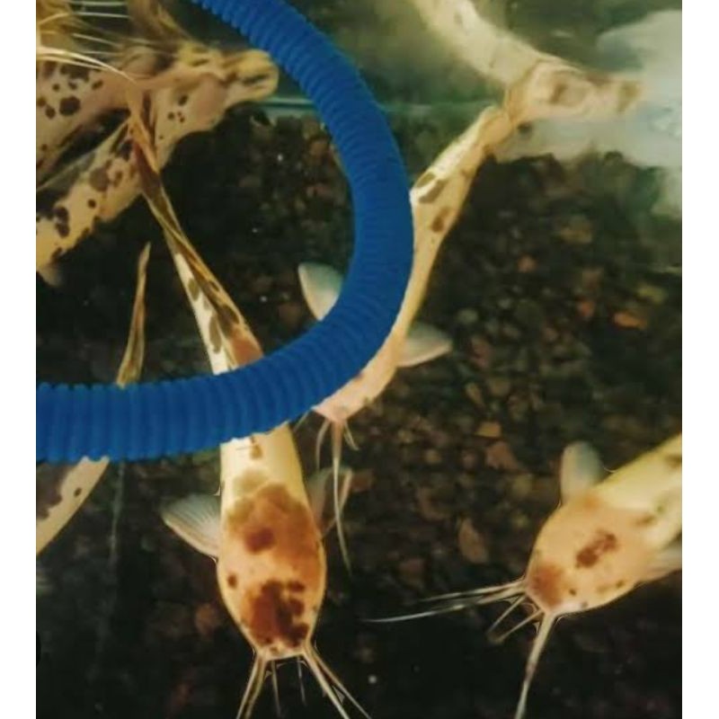 Ikan Lele Albino Hiasan sz 6-8 cm Aquarium Isi 15 Murah