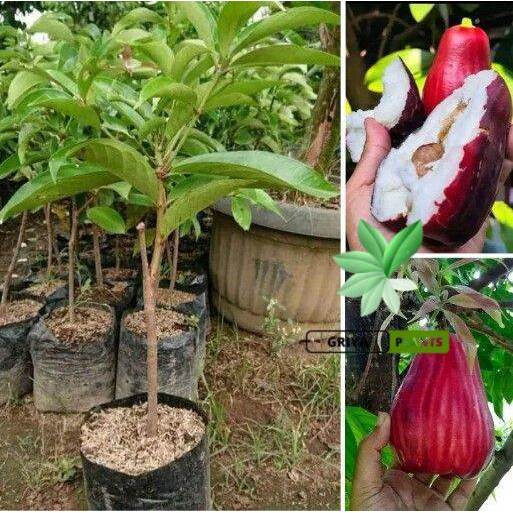 BIBIT BUAH JAMBU AIR JAMAIKA JAMBU AIR BOL