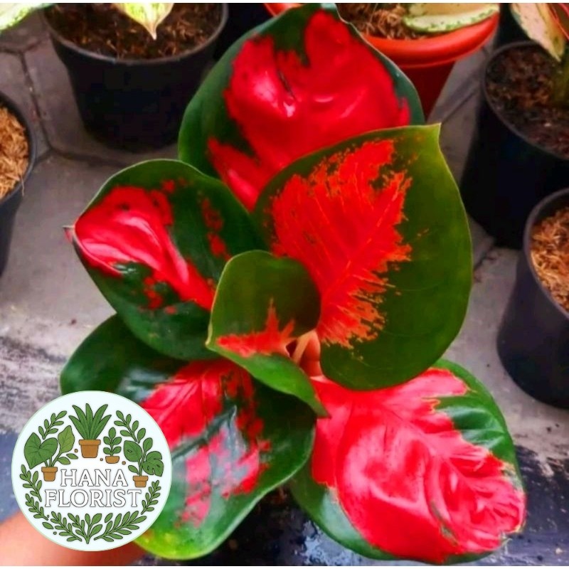 ( BISA BAYAR DI TEMPAT ) ( BISA COD ) Aglonema Suksom Mangkok / Daun Bulat Merah Mutasi Tanaman Hias