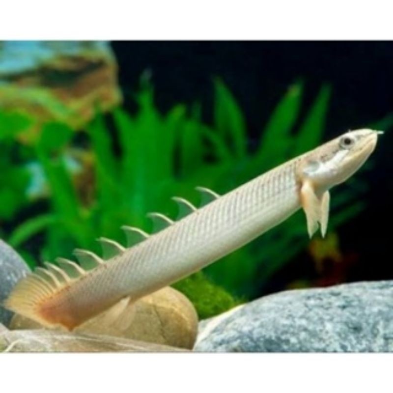 Hiasaan aquarium Ikan Hias Air Tawar Palmas Hendicerry Hitam Senegal 20-25 Cm