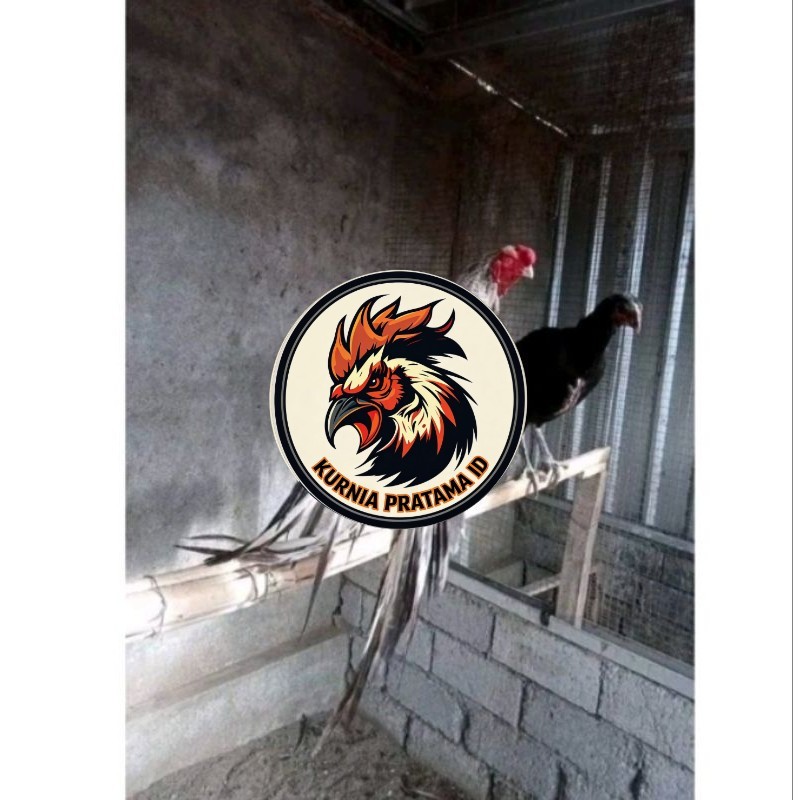 Telor Ayam Bangkok Ekor Lidi Telur Ayam Hias Fertil hanya untuk ditetaskan KURNIA PRATAMA ID