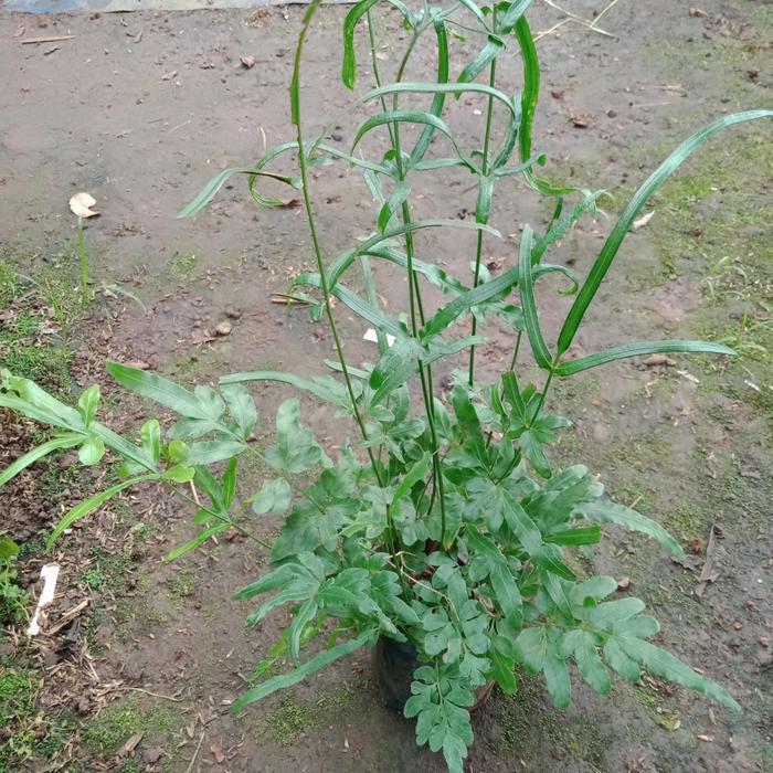 tanaman hias pakis pteris green