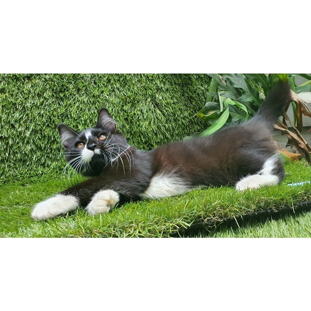 Kucing Mainecoon British