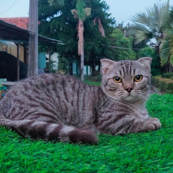 Kitten Munchkin gaelic jantan