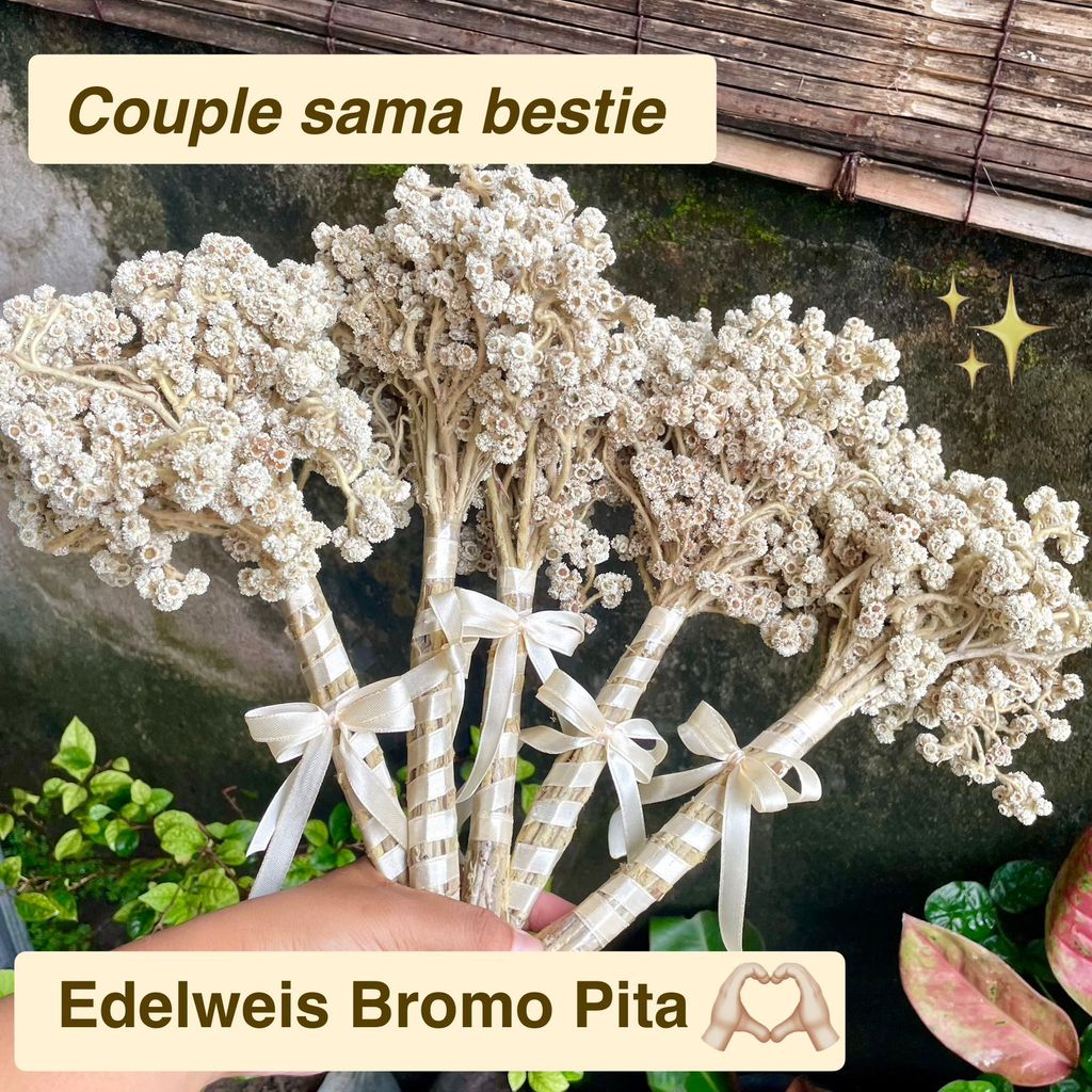 IDFLORIST Bunga Bromo Edelweis Bunga kering edelweis Bromo budidaya asli bromo