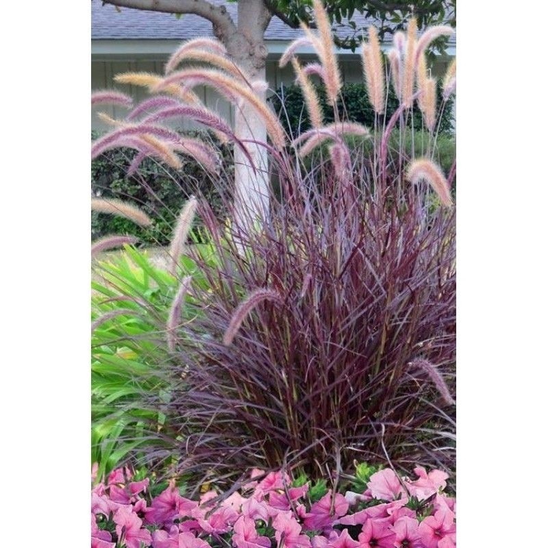 tanaman hias Alang Alang - ilalang hias merah - ilalang merah - tanaman hias ilalang - Alang Alang m