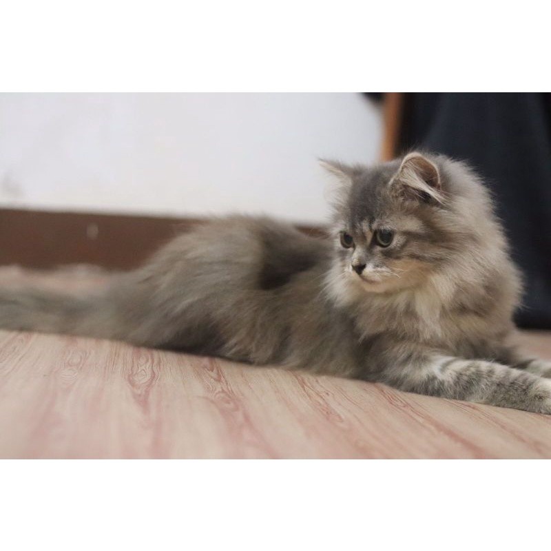 kucing mainecoon/persia/Norwegia jantan