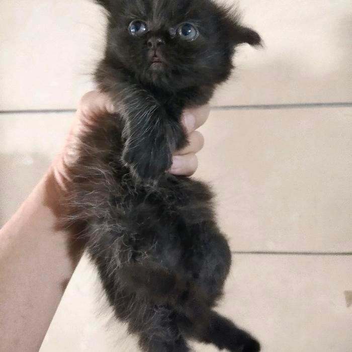 Lepas Adopsi Kucing Persia Kitten warna hitam solid cakep bangett