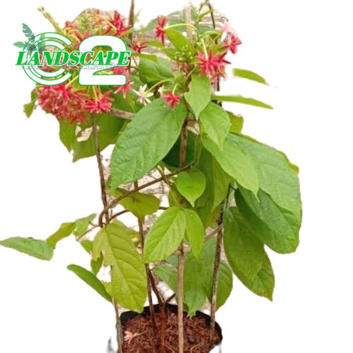 tanamanhias melati belanda - tanaman bunga melati belanda - bunga melati belanda - tanaman rambat Al