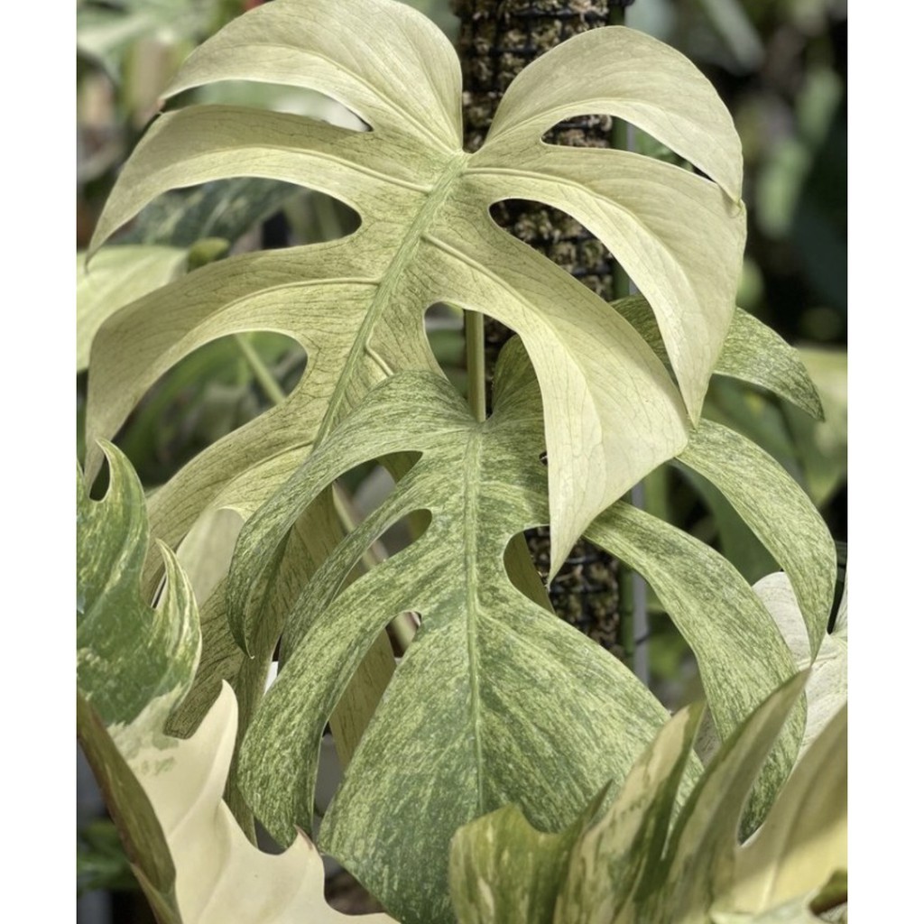 Promo Bibit Bonggol monstera Marilyn Mint Variegata Terbaik Monstera varigata mint