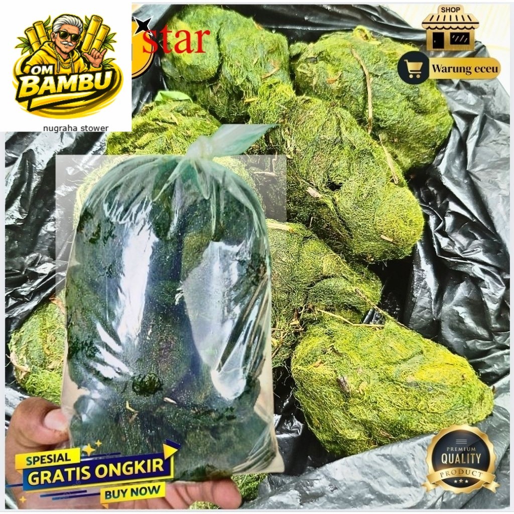 Lumut Batu Segar  Kuat 1 Minggu Umpan Mancing Nila/Mujair Paling Jitu berat 100gram