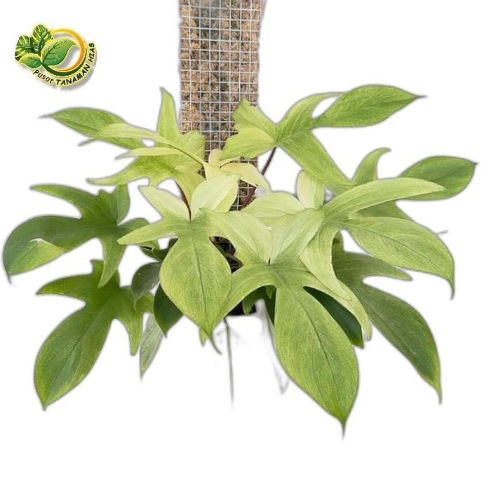 tanaman hias philodendron Florida ghost mint pohon philodendron Florida ghost