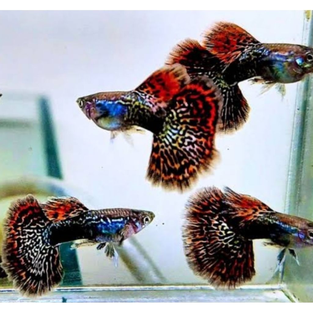 Hiasaan aquarium Guppy Red Dragon JANTAN Warna Cerah Elegan