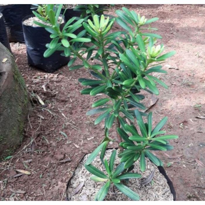 Tanaman Hias Lohansung Taiwan Rimbun - Pohon Loansung Taiwan / Tanaman Hidup Bahan Bonsay Lohansung 