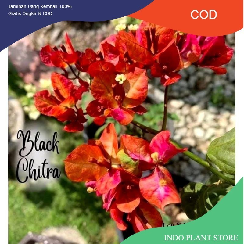 (PROMO) tanaman hias bougenville citra black rose