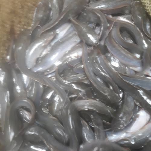 Bibit / benih ikan lele ukuran 14 - 15 cm per 100 ekor