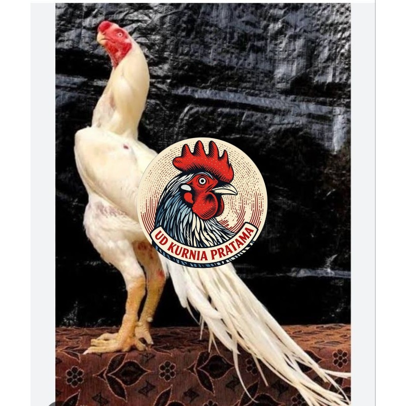 TELUR AYAM HIAS ASEEL ORI UNTUK DI TETASKAN UD KURNIA PRATAMA