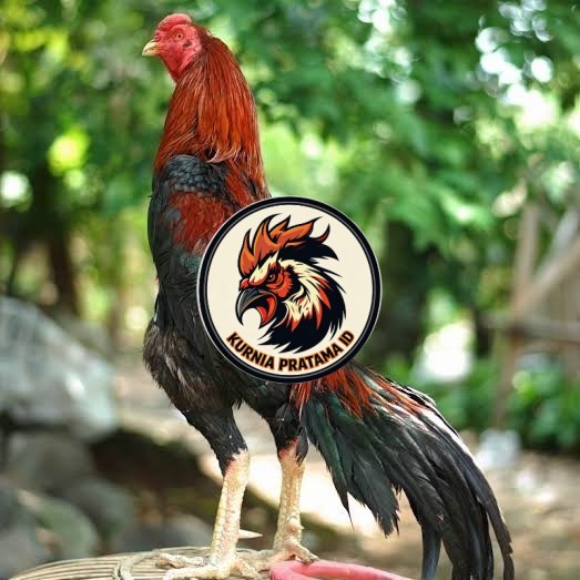 Telur ayam bangkok pakhoy petarung aduan fertil siap ditetaskan KURNIA PRATAMA ID