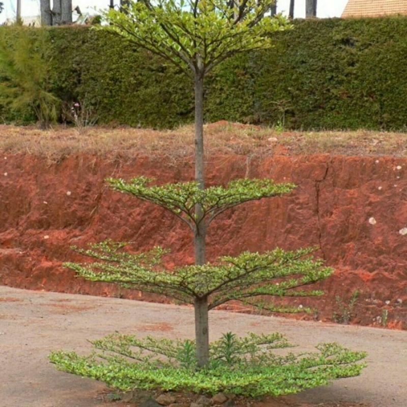 Bibit ketapang mini - ketapang kencana