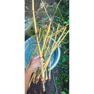 Bambu kuning - bibit bambu kuning tinggi 1 meter-bibit bambu ampel kuning berbonggol siap tanam    S