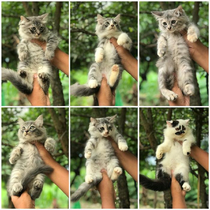 Kucing Persia 2.5 Bulan Lucu Anak Kucing Angora Flatnose Peaknose Jantan & Betina Tersedia Sesuai St