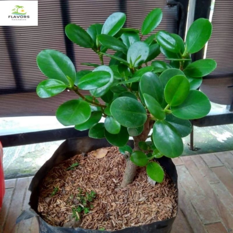 TANAMAN HIAS BERINGIN DOLAR - pohon beringin dolar bonsai - Tanaman Beringin Dollar