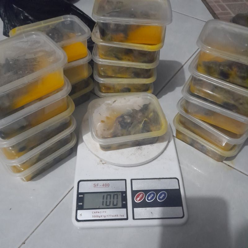 PROMOtisseng tikus oseng umpan galatama