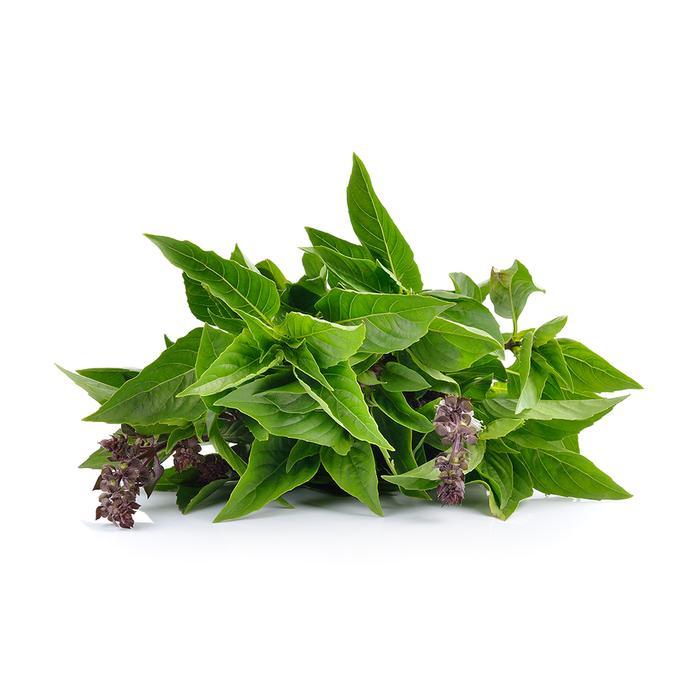 Daun Thai Basil Segar Langsung Panen - 1 Kg
