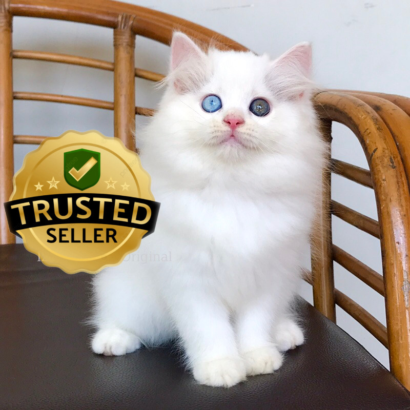 Kucing Norwegian putih salju, odd eyes, calon surai superan